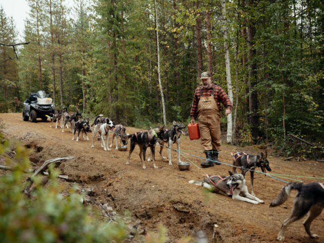 Alaskan Huskies having a water break during autumn training