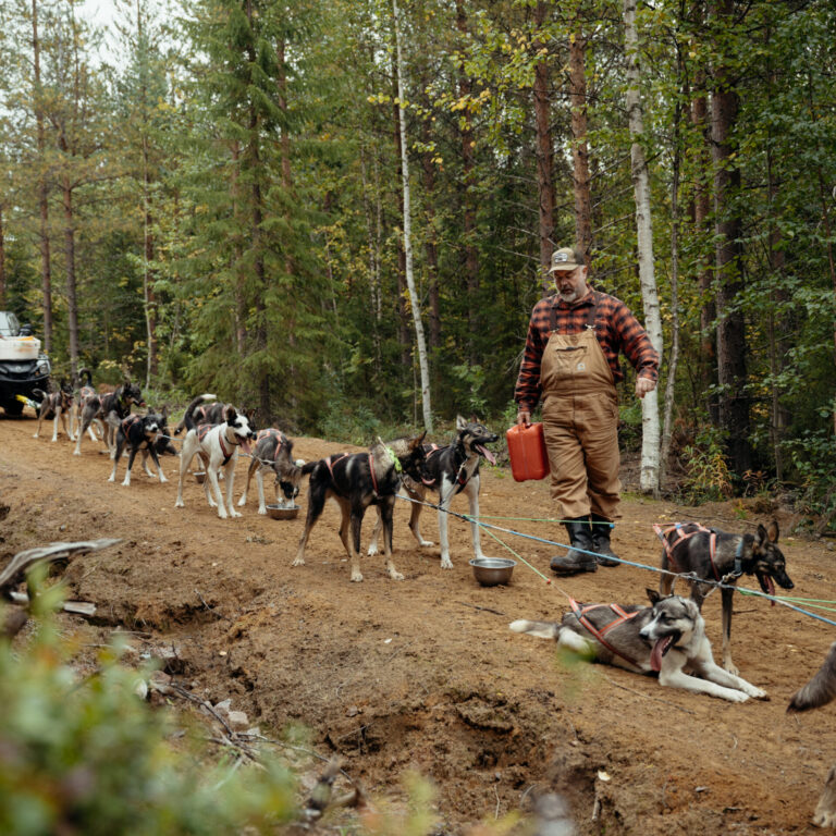 Alaskan Huskies having a water break during autumn training