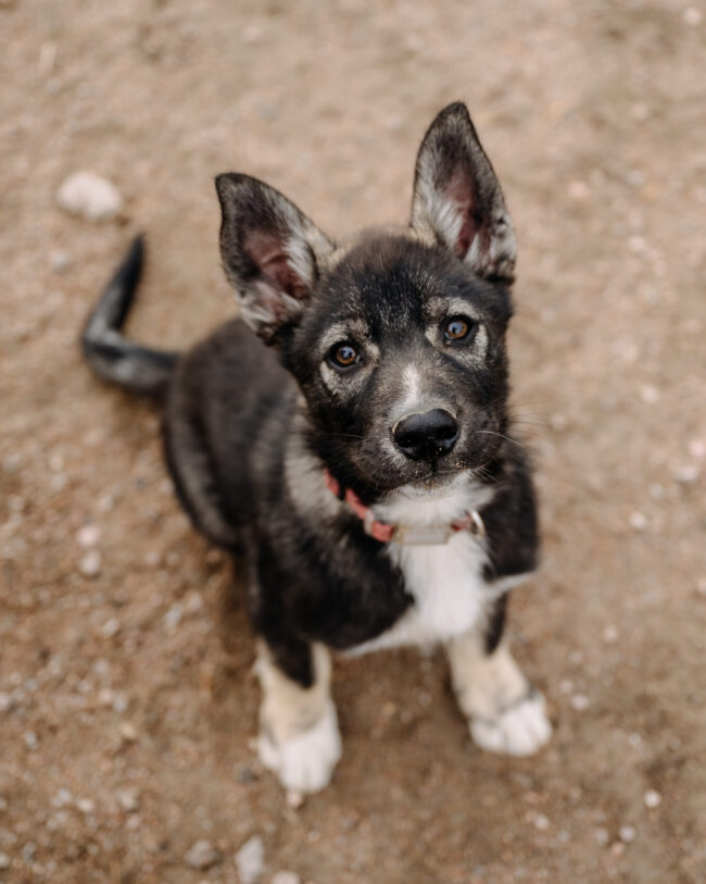 A Husky puppy looking at the camera