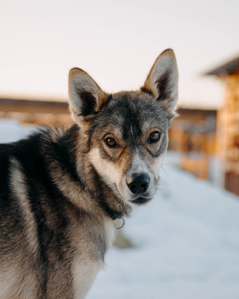 A young husky looking into the camera