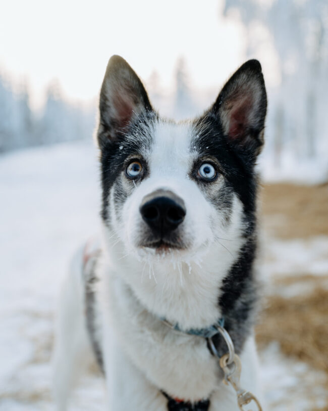 Alaskan Husky Kaakao looking into the camera