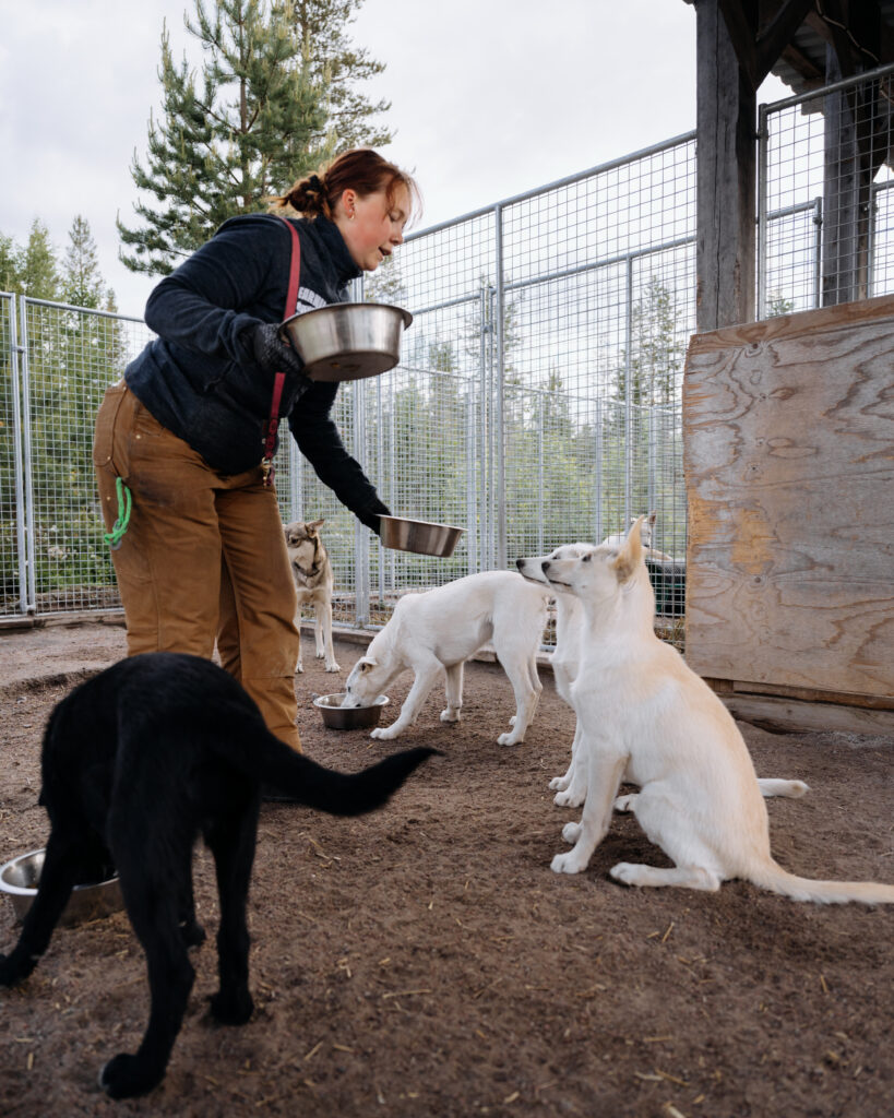 Husky puppies learning how to sit and wait for food