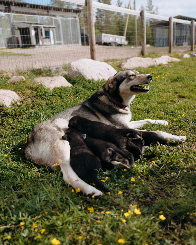 Mother Mäja nursing her Husky puppies