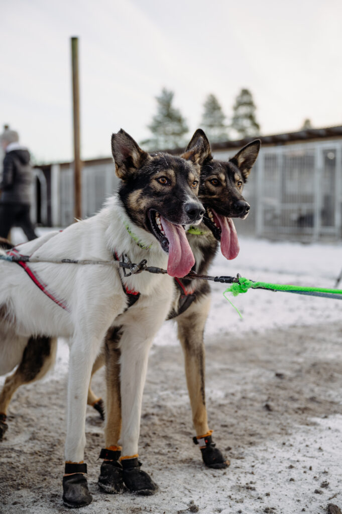 Husky dogs ready for training