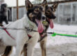 Husky dogs ready for training