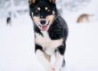 Husky puppy running through the snow