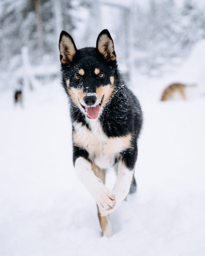 Husky puppy running through the snow