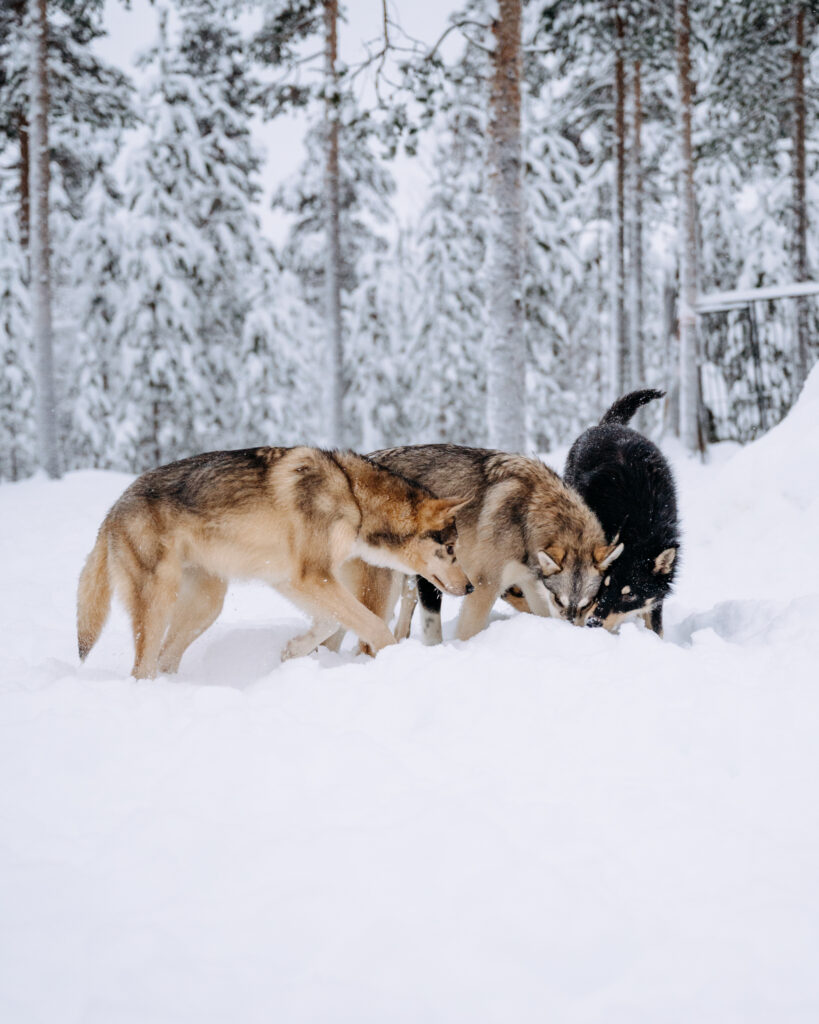 Husky puppies playing in the snow together