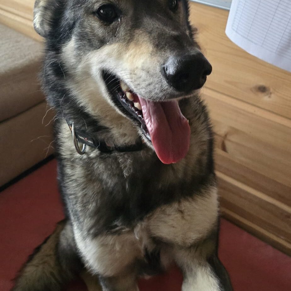 Alaskan Husky Tschakko getting used to being indoors