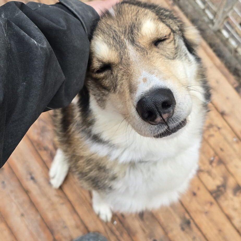 Alaskan Husky Mukluk enjoying some pets