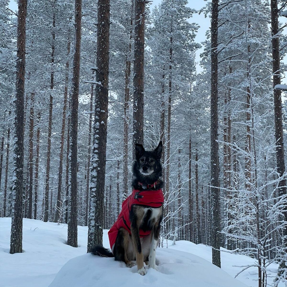 Alaskan Husky Riffle in the snow wearing a jacket