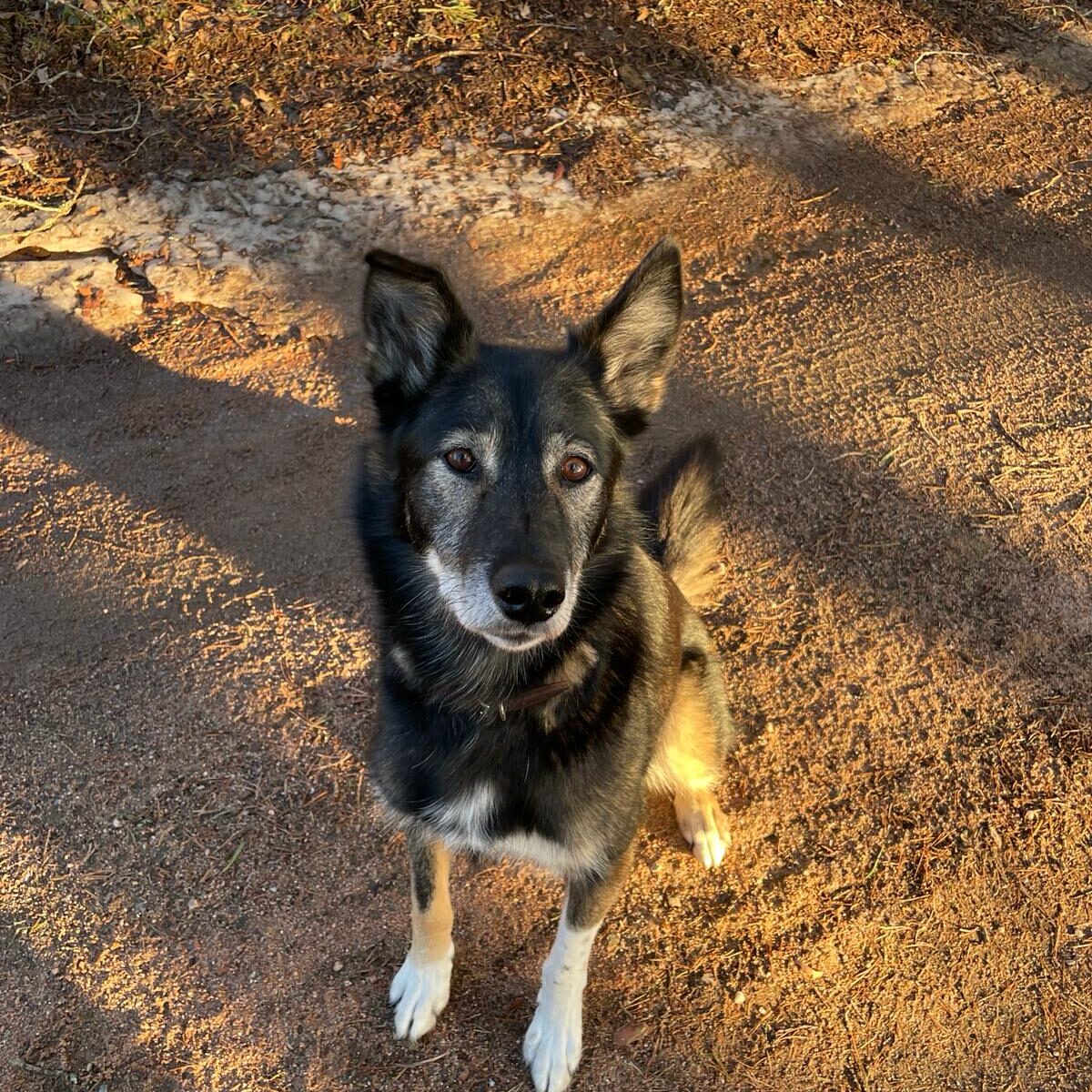 Alaskan Husky Riffle looking into the camera
