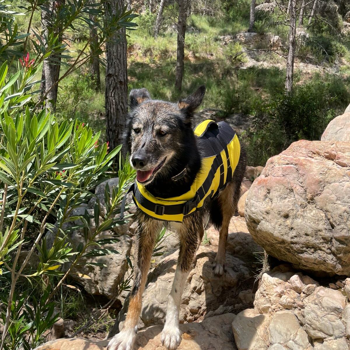 Alaskan Husky Riffle ready to go swimming
