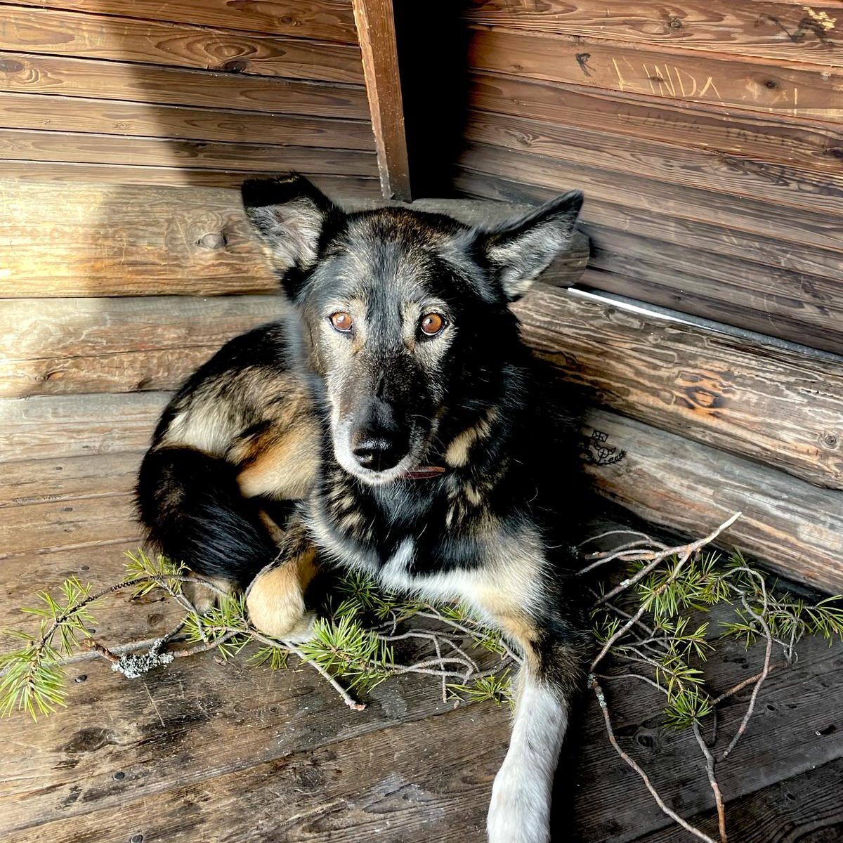 Alaskan husky Riffle lying down in a wooden cabin