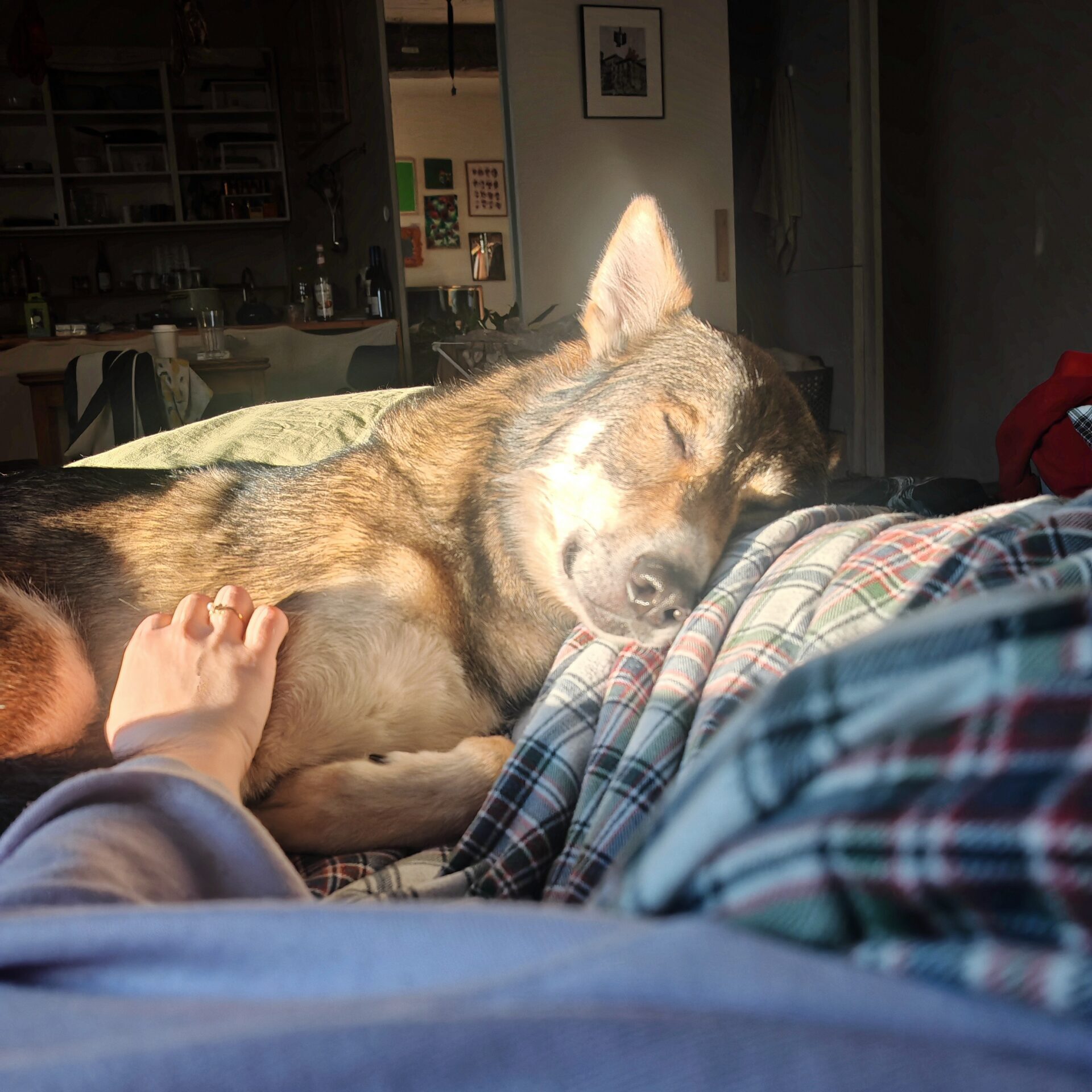 Alaskan Husky Kudu sleeping peacefully in the sunshine