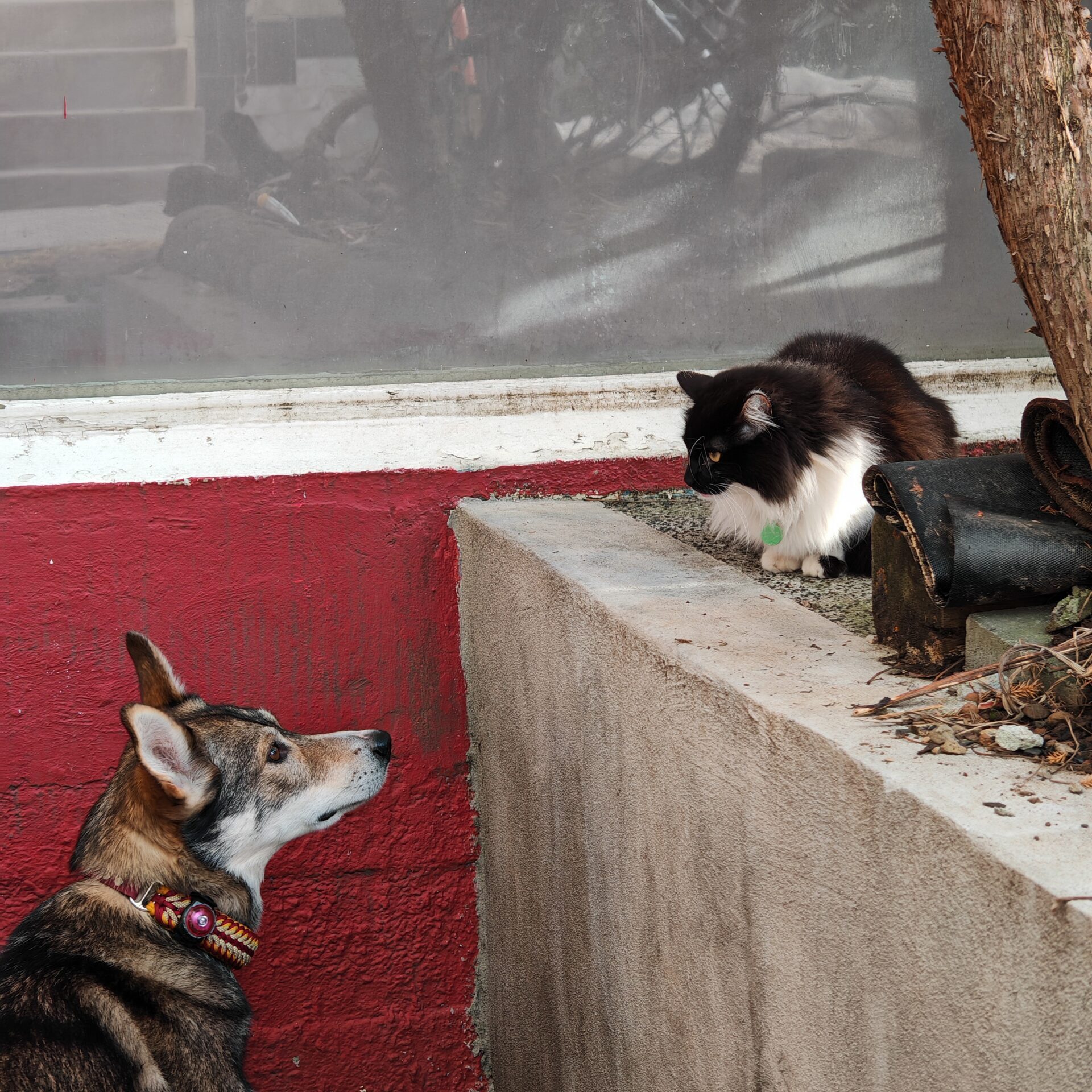 Alaskan Husky Kudu meeting the neighboorhood cat