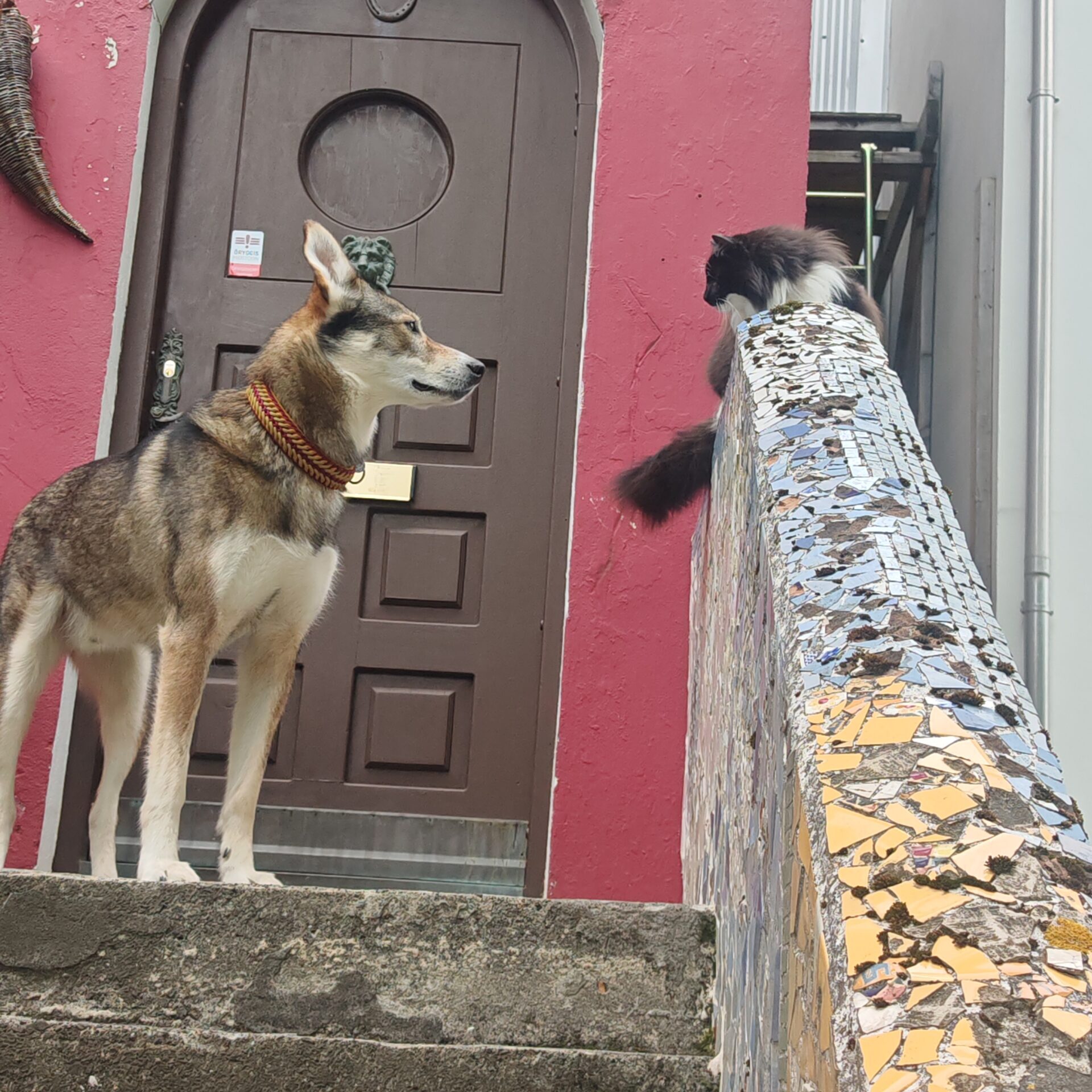 Alaskan Husky Kudu meeting a cat