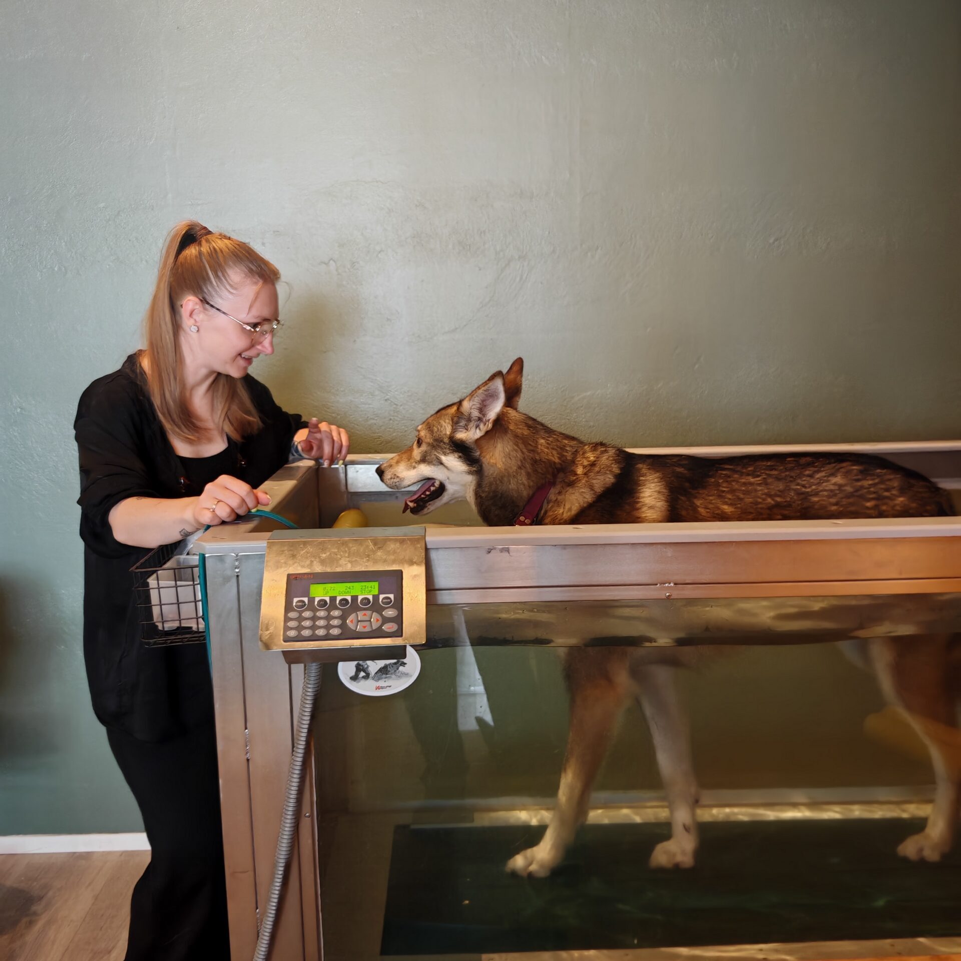Alaskan Husky Kudu doing physical therapy