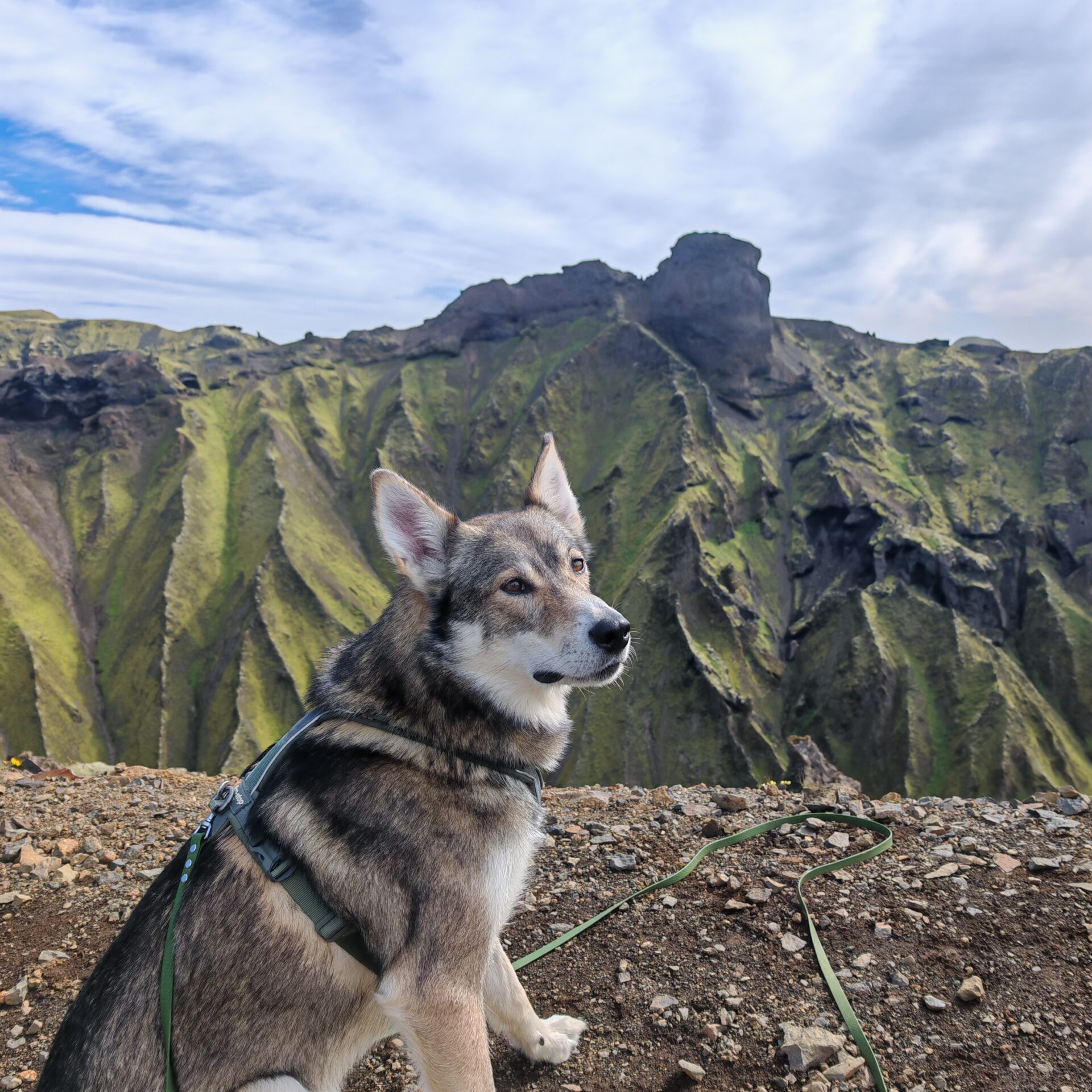 Alaskan Husky Kudu in front of beautiful mountain views