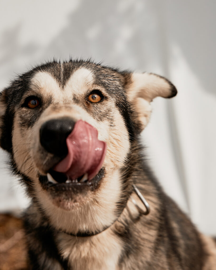 Alaskan Husky looking into the camera while licking his lips
